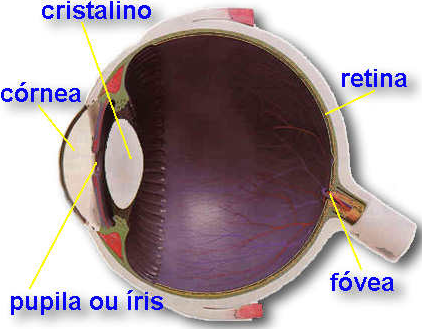 Anatomia e Fisiologia do Olho - Ericka Brasil de Menezes Massa ...